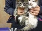 Котята,мальчик и девочка