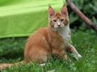 Котик мейн-кун красный тикированный 4 мес