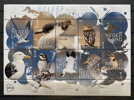Нидерланды 2020г. Фауна. Прибрежные птицы