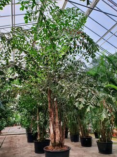 Пальма Кариота Н-670 см