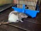 Крысята ищут новый дом