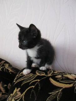Котятки из приюта в дар