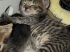 Метис абиссинской кошки