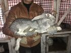 Продам крупных кроликов