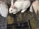 Кролики Белый Паннон объявление продам