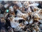 Пчелопакеты отводки пчеломатки 22 год
