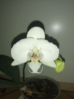 Орхидея фаленопсис