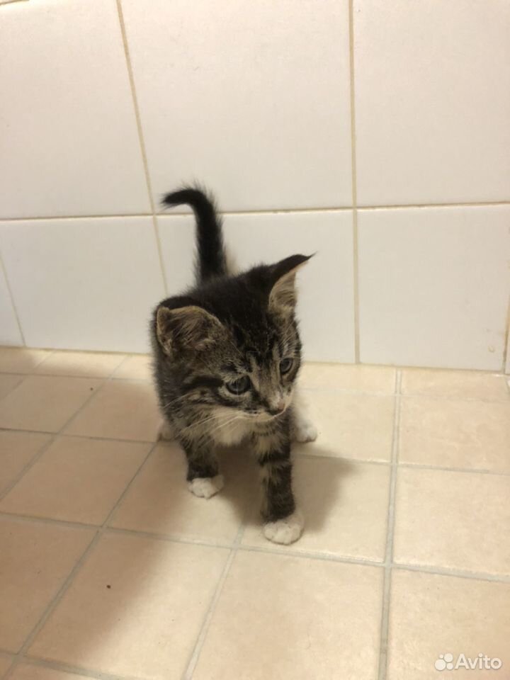Котята отдам в добрые руки бесплатно