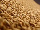 Кукуруза пшеница