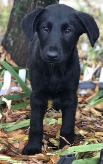 Щенки в добрые руки