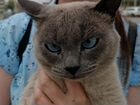 Порода котика: Тайский Лайлак Пойнт