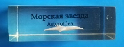 Сувенир Морская Звезда Asteroidea