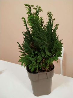 Можжевельник