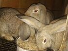 Кролики 2 самца и 2 самки