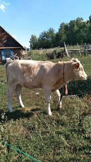 Корова, телёнок сено - фотография № 4