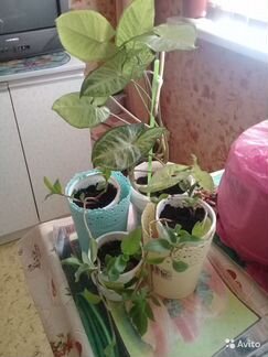 Розы. Вьюны. Фиалки.кактусы