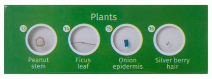Микропрепараты Levenhuk LabZZ CP24