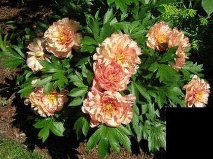 Шикарные пионы ито гибриды ароматные огромные цвет