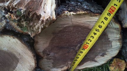 Древесина яблони, свежая