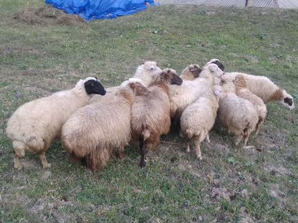 Овцы бараны ягнята оптом - фотография № 2