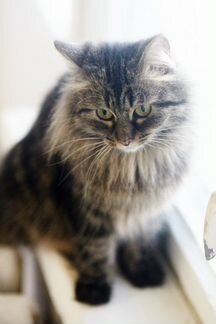 Кошка Сиберия 3 года