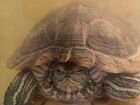 Черепаха красноухая бесплатно объявление продам