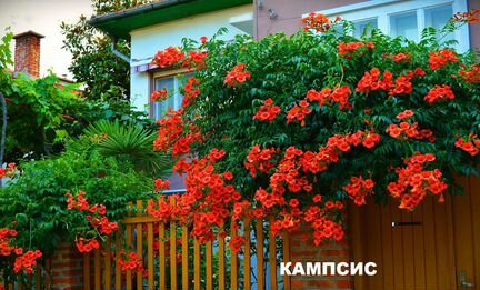 Растения-цветы для сада и дачи, водные для пруда