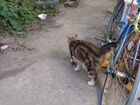 Котята от сибирской кошки