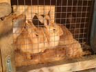 Кролики бургундские