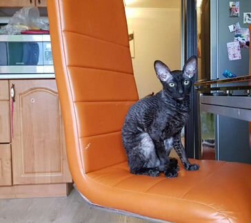 Корниш-рекс вязка