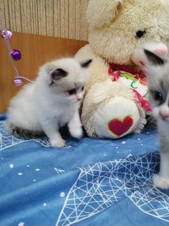 Солнечные куклы рэгдолл