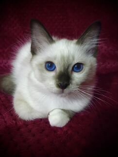 Священная Бирма -Котята