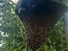 Пчеловодство, помощь в создании пасеки объявление продам
