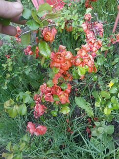 Японская Айва