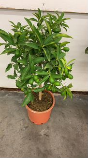 Кумкват цитрус с плодами Н 70-80 см